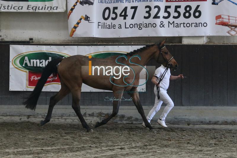 Afrancis_Cesena2019_SS7_7872.jpg