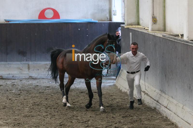 Beldonwelt_Cesena2019_SS7_7574.jpg