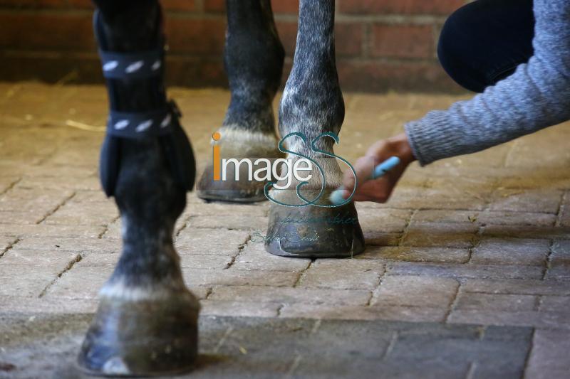 CameronHanley_SS7_9305.jpg