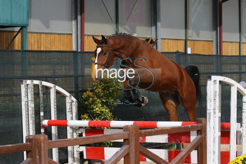 Carmiss_Arezzo2020_SS7_1022.JPG