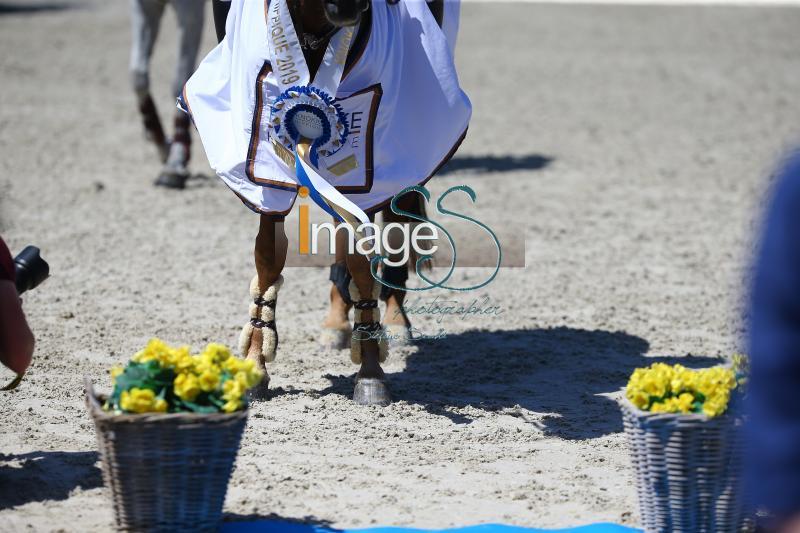 Delestre_Csio_Knokke2019_SS7_4939.jpg