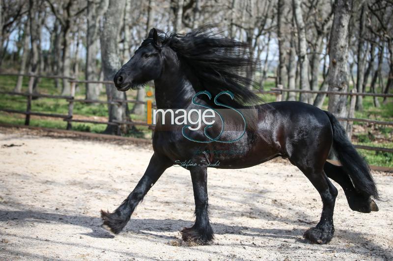Frisone_SS7_4574.jpg