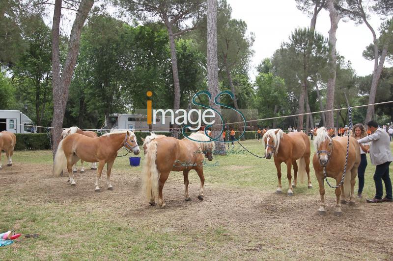 GiochiPony_Roma2016_SS8_6836.jpg