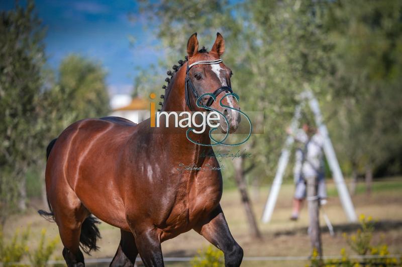 Orsaro_BSH2018_SS7_5586.jpg