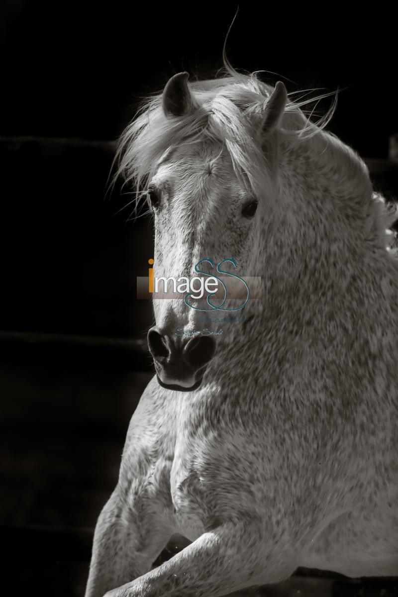 Spagnolo_SS7_5353-2.jpg