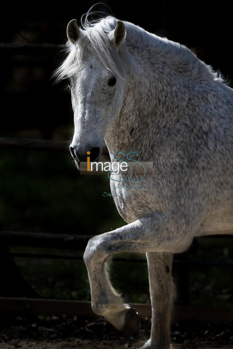 Spagnolo_SS7_5366.jpg
