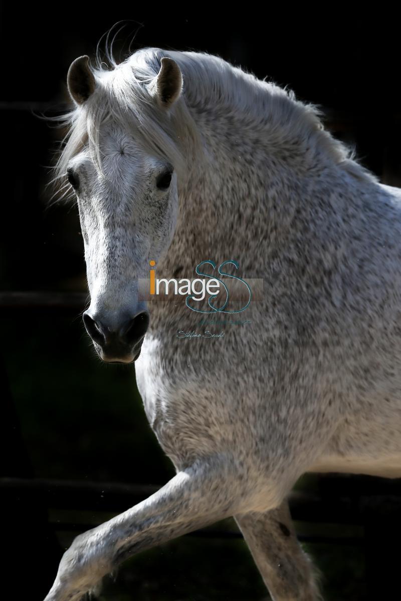 Spagnolo_SS7_5367.jpg