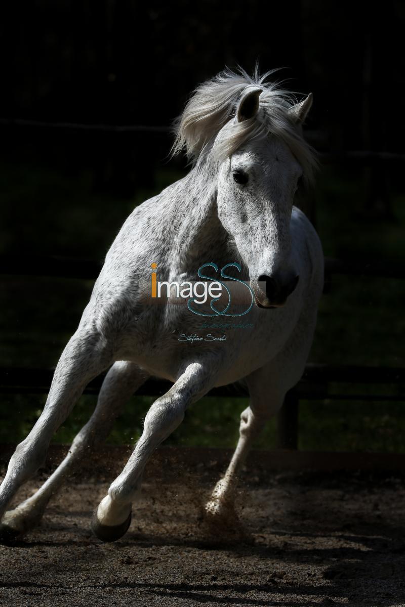 Spagnolo_SS7_5382.jpg