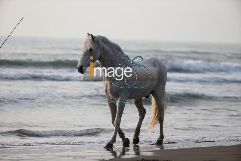 Spagnolo_SS7_6399.jpg