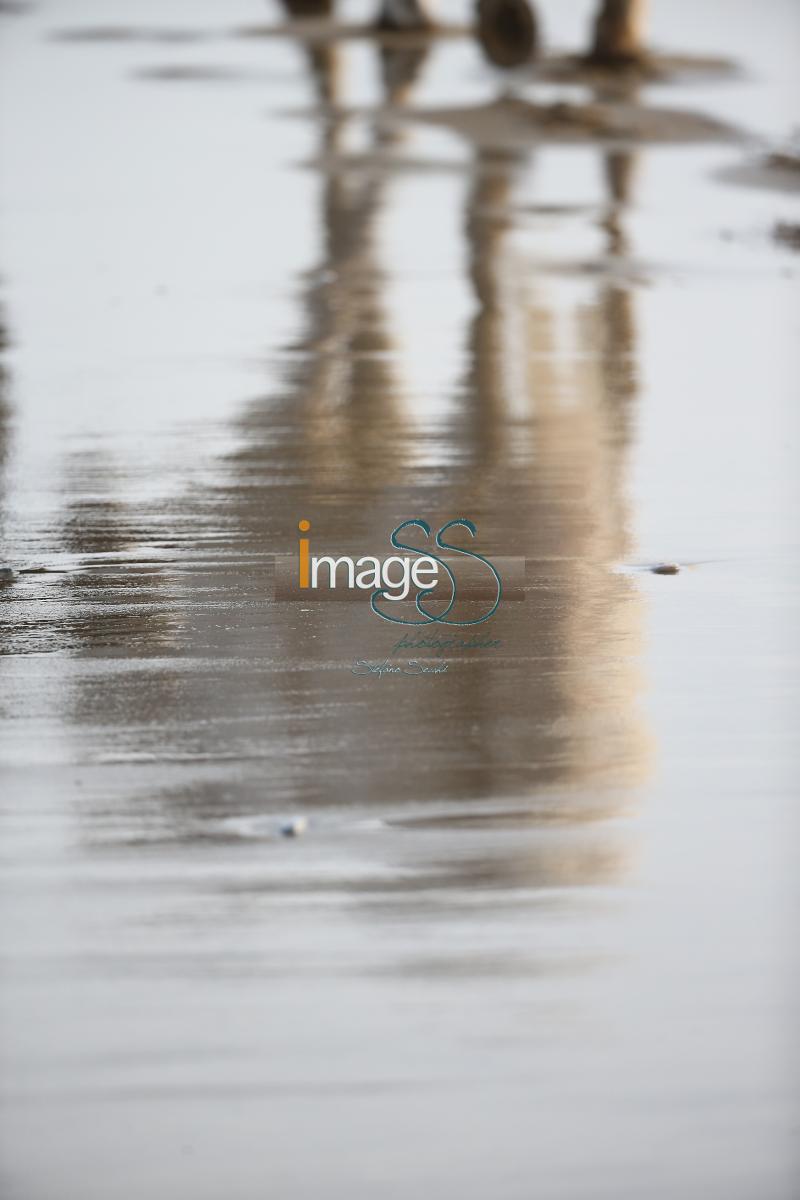 Spagnolo_SS7_6617.jpg