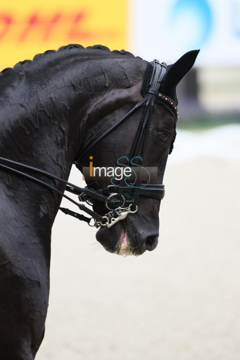 WERTH_Weihegold_Aachen2017_SS8_9296.jpg