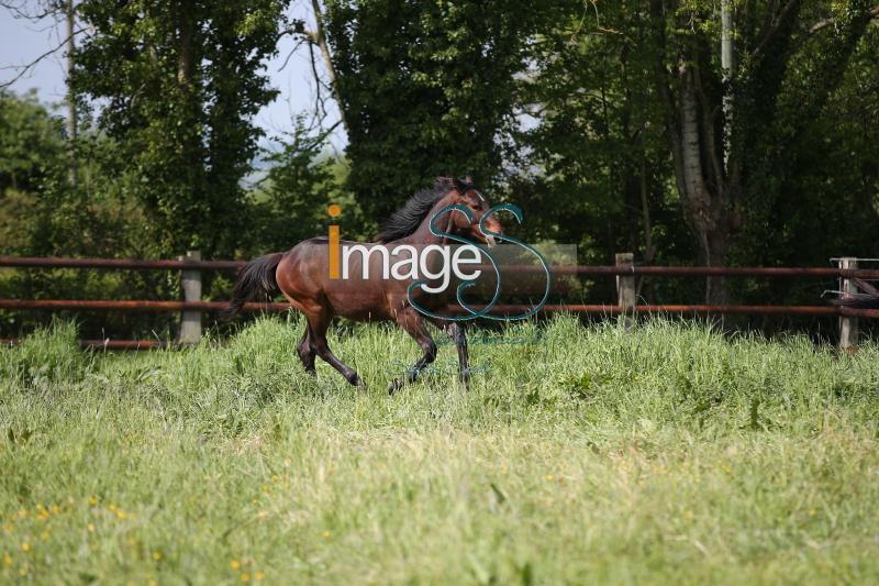 WOW_France2017_SS7_7012.jpg