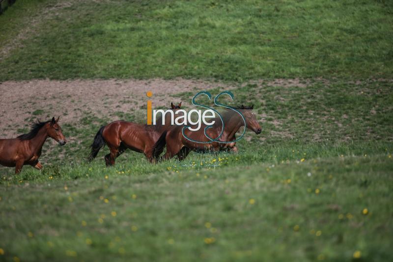 WOW_France2017_SS7_7299.jpg
