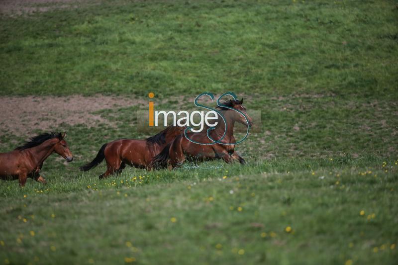 WOW_France2017_SS7_7301.jpg