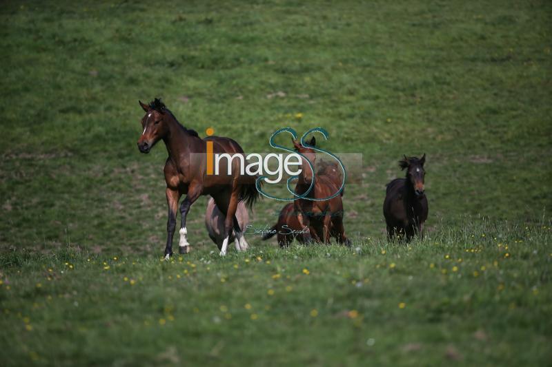 WOW_France2017_SS7_7343.jpg