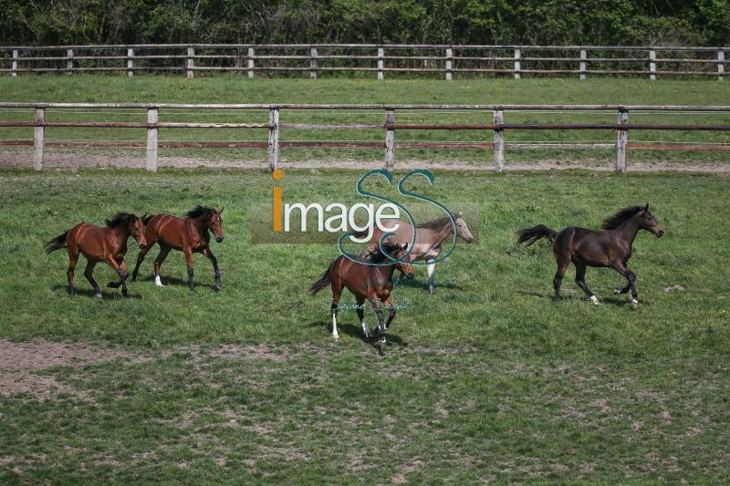 WOW_France2017_SS7_7506.jpg