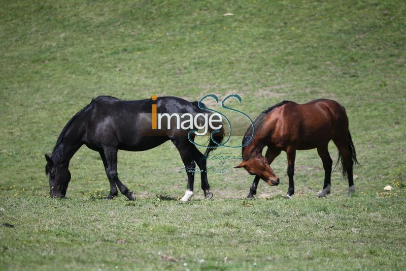 WOW_France2017_SS7_7792.jpg