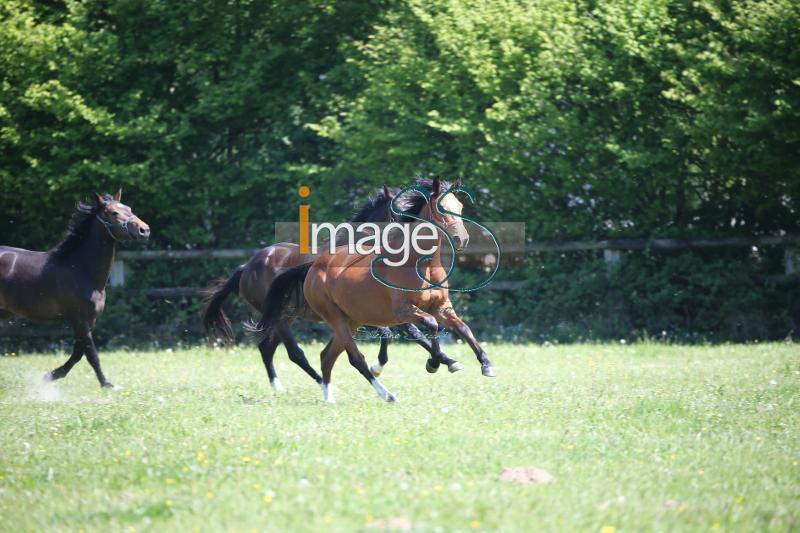 WOW_France2017_SS7_8105.jpg