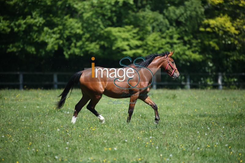 WOW_France2017_SS7_8183.jpg