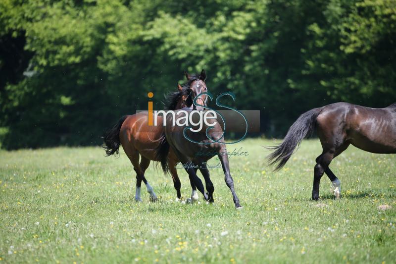 WOW_France2017_SS7_8202.jpg