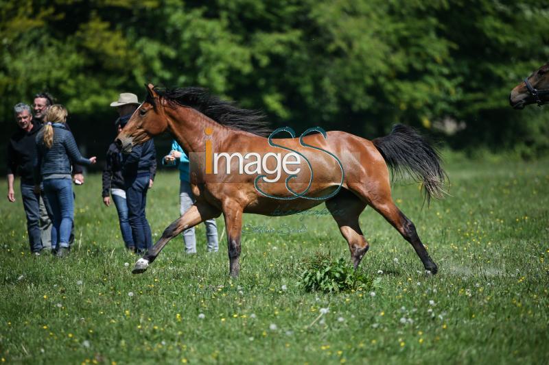 WOW_France2017_SS7_8213.jpg