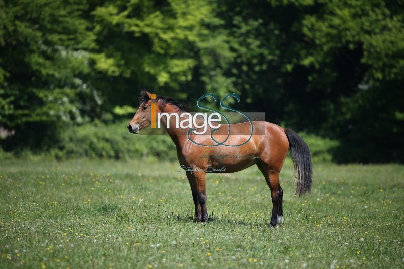 WOW_France2017_SS7_8227.jpg