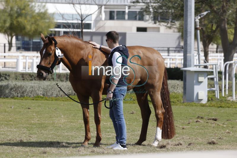 mix_Doha2019__S3_8148.jpg