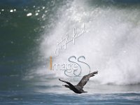 SS7 2592